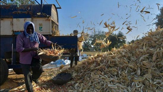 About 250,000 farmers produce 35 to 40 lakh metric tonnes of maize in over 350,000 hectares of land across the seven districts of Kosi and Seemanchal regions in Bihar. (AFP) (AFP) About 250,000 farmers produce 35 to 40 lakh metric tonnes of maize in over 350,000 hectares of land across the seven districts of Kosi and Seemanchal regions in Bihar. (AFP) (AFP)
