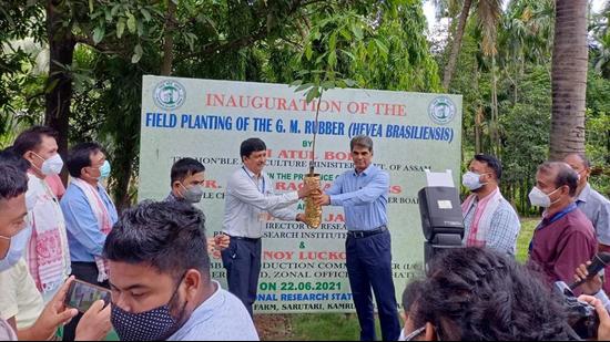 The world’s first genetically modified rubber sapling, which was planted at a Rubber Board farm on the outskirts of Guwahati on Tuesday, June 23. (Photo: Rubber Board) The world’s first genetically modified rubber sapling, which was planted at a Rubber Board farm on the outskirts of Guwahati on Tuesday, June 23. (Photo: Rubber Board)
