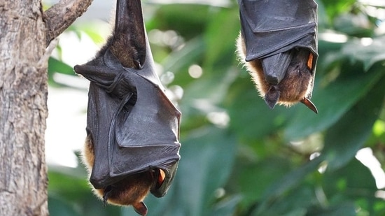 The Nipah virus-carrying bats have found in Mahabaleshwar in Maharashtra, according to NIV scientists.(Pixabay)