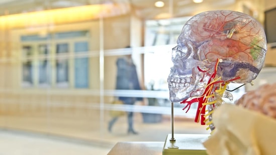 Brain samples from 14 people who died of other causes were used as controls for the study.(File photo/ Representative image)