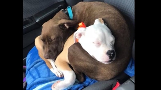 Luna and Daisy sleeping while cuddling each other.(Twitter/@dog_rates)