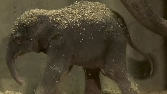 The image shows the new baby elephant of Columbus Zoo in Ohio.(Facebook/@Columbus Zoo and Aquarium)