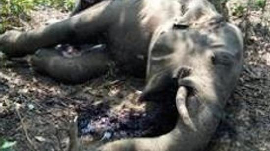 The elephant was suspected to have died on June 3 but the body was discovered only eight days later on June 11. (HT Photo/File/Representative use) The elephant was suspected to have died on June 3 but the body was discovered only eight days later on June 11. (HT Photo/File/Representative use)