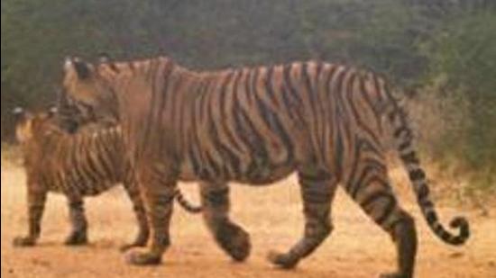 The Rajasthan forest department has submitted a proposal to NTCA for relocating two tigers and a tigress to MHTR, along with the compliance report of the recommendations made by them. (FOREST DEPARTMENT.) The Rajasthan forest department has submitted a proposal to NTCA for relocating two tigers and a tigress to MHTR, along with the compliance report of the recommendations made by them. (FOREST DEPARTMENT.)
