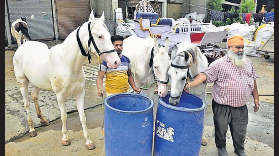While Ludhiana’s mare owners sit idle and can no longer afford to pay staff amid Covid restrictions, their stable boys have picked up odd jobs to survive. (Gurpreet Singh/HT) While Ludhiana’s mare owners sit idle and can no longer afford to pay staff amid Covid restrictions, their stable boys have picked up odd jobs to survive. (Gurpreet Singh/HT)