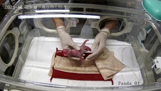 In this photo provided by the Tokyo Zoological Park Society, a zoo staff member places one of the newly-born twin pandas into an incubator at Ueno Zoo in Tokyo.(AP) In this photo provided by the Tokyo Zoological Park Society, a zoo staff member places one of the newly-born twin pandas into an incubator at Ueno Zoo in Tokyo.(AP)