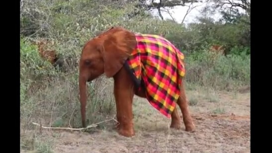 Baby elephant wearing blanket wins hearts one wobbly step at a time ...