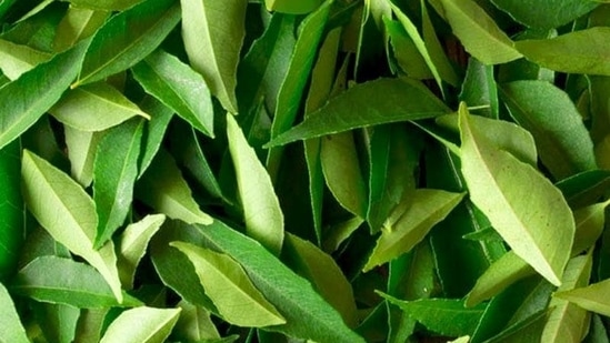 Curry leaves: This delays greying of hair and prevents hair fall, dandruff and itchy scalp. It also leaves the scalp moisturised and encourage hair growth.(File image)