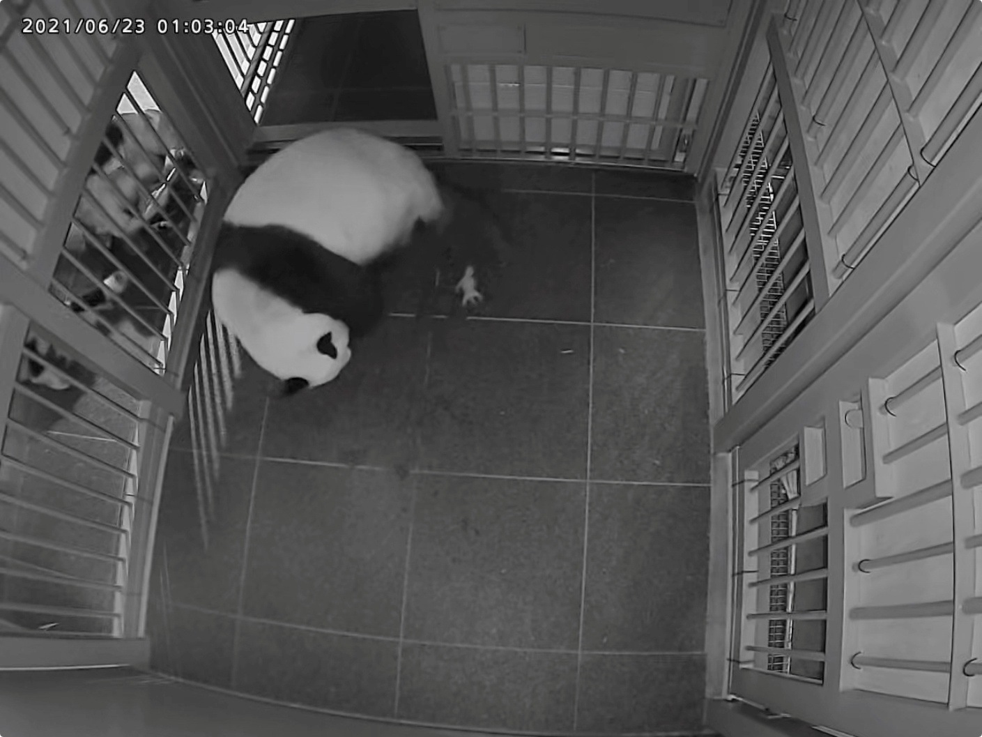 A giant panda Shin Shin gives birth to the first of her twin pandas. (via REUTERS)