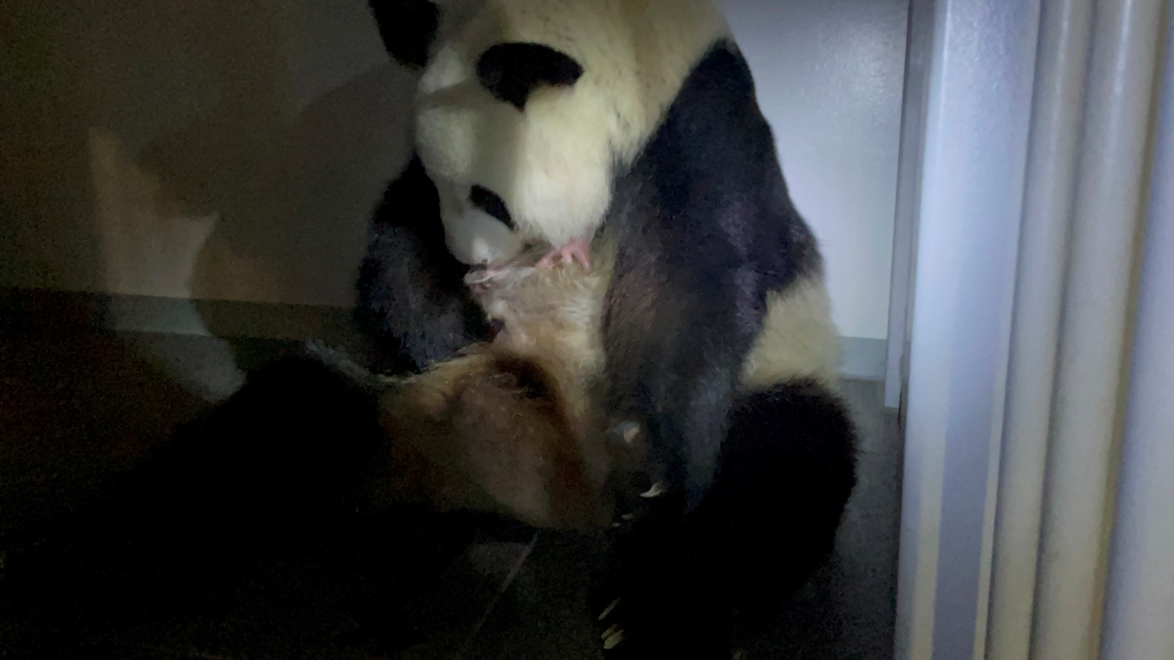 A giant panda Shin Shin holds one of her newly-born twin pandas. (via REUTERS)