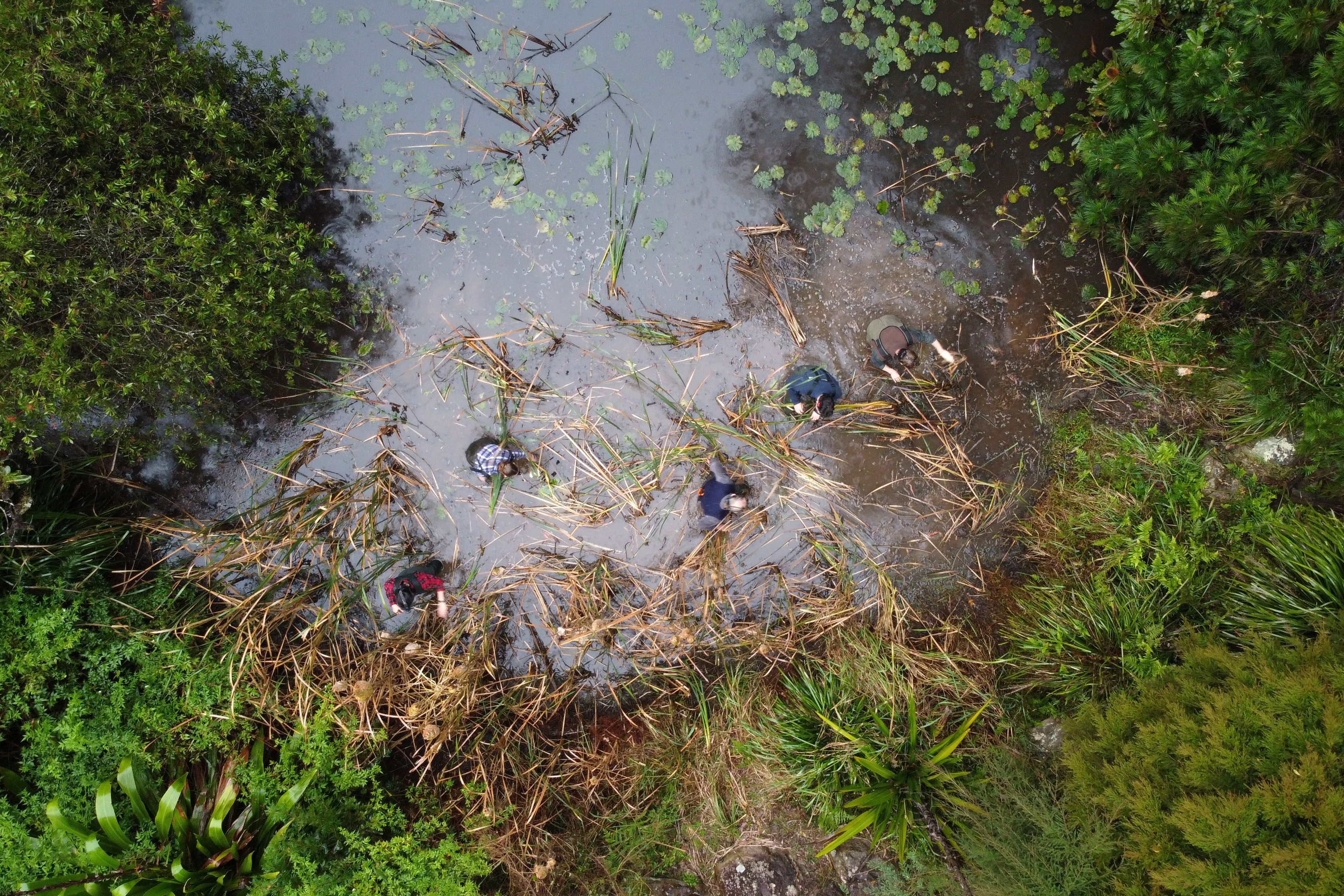 University of Newcastle professor Michael Mahony and field assistants search for frogs at a pond in Cooranbong, Australia. (REUTERS)