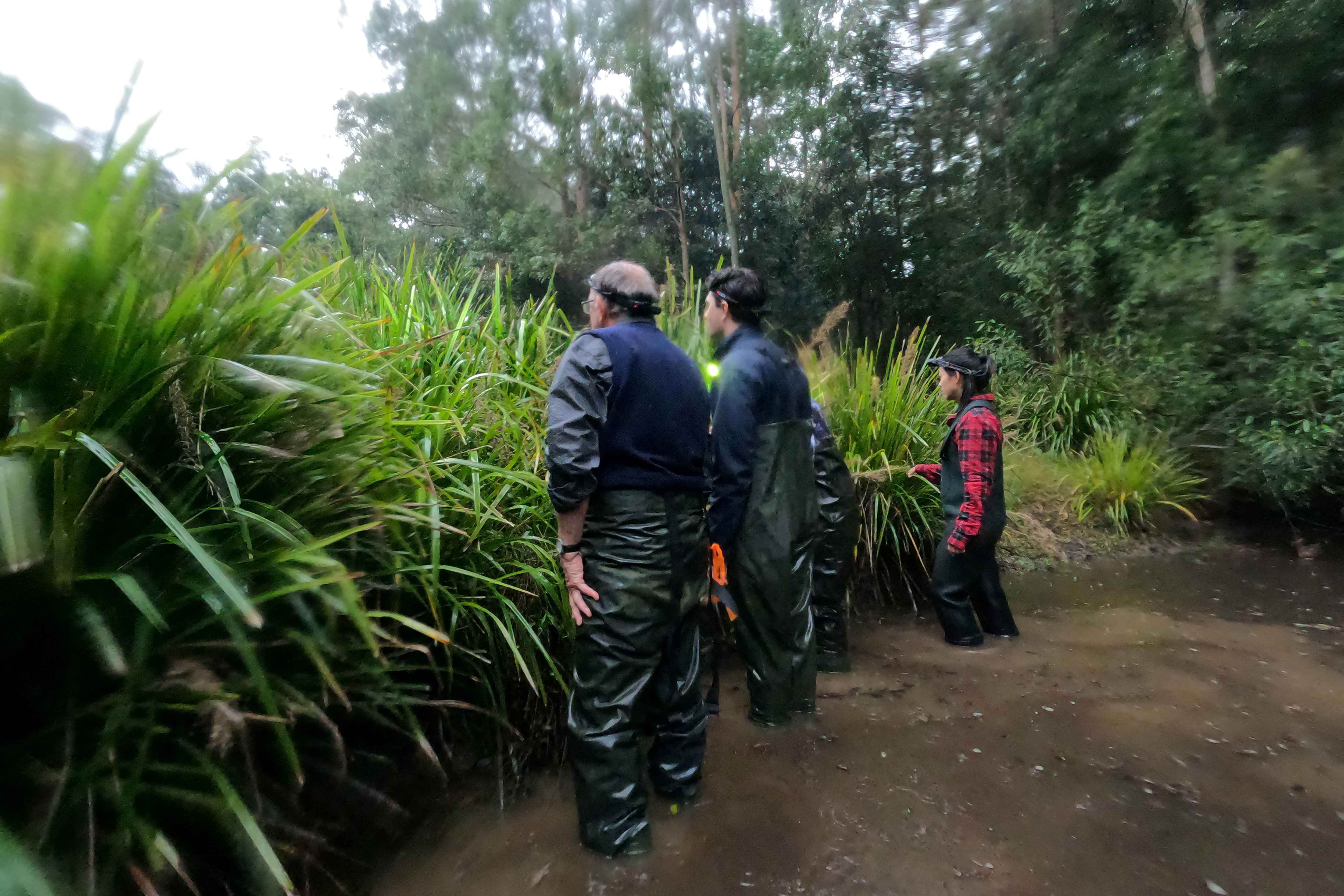 University of Newcastle professor Michael Mahony (L) and field assistants call for frogs at a pond in Cooranbong, Australia. (REUTERS)
