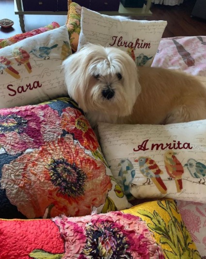 Sara Ali Khan's dog.