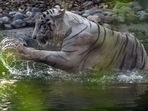 A white tiger playing with water. (ANI Photo)(Representative image) A white tiger playing with water. (ANI Photo)(Representative image)