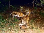 The mother of the four cubs died in May. The mother of the four cubs died in May.