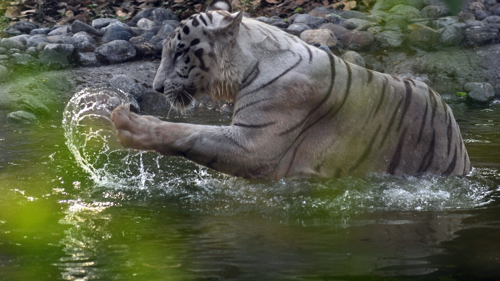 Rahul Gandhi gets a birthday gift. White tiger in Hampi zoo is under his care now