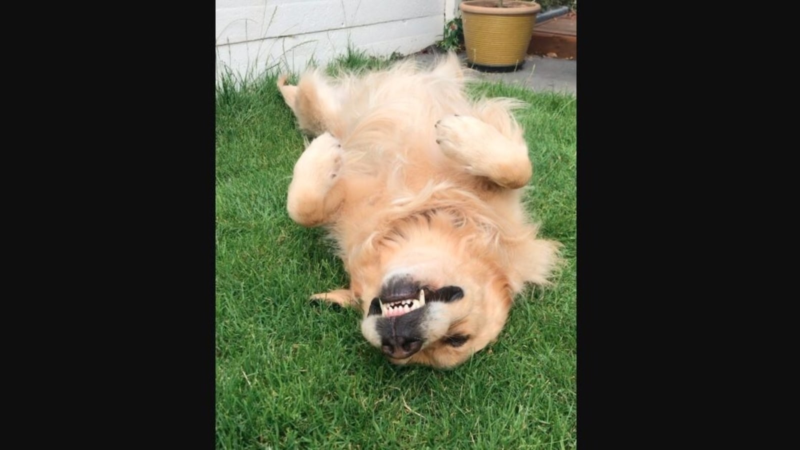 Dog hilariously shows what Friday feels are all about. Video is ...