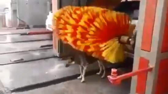 A still from the video of the dog at car wash shared by Harsh Goenka.(Screenshot)