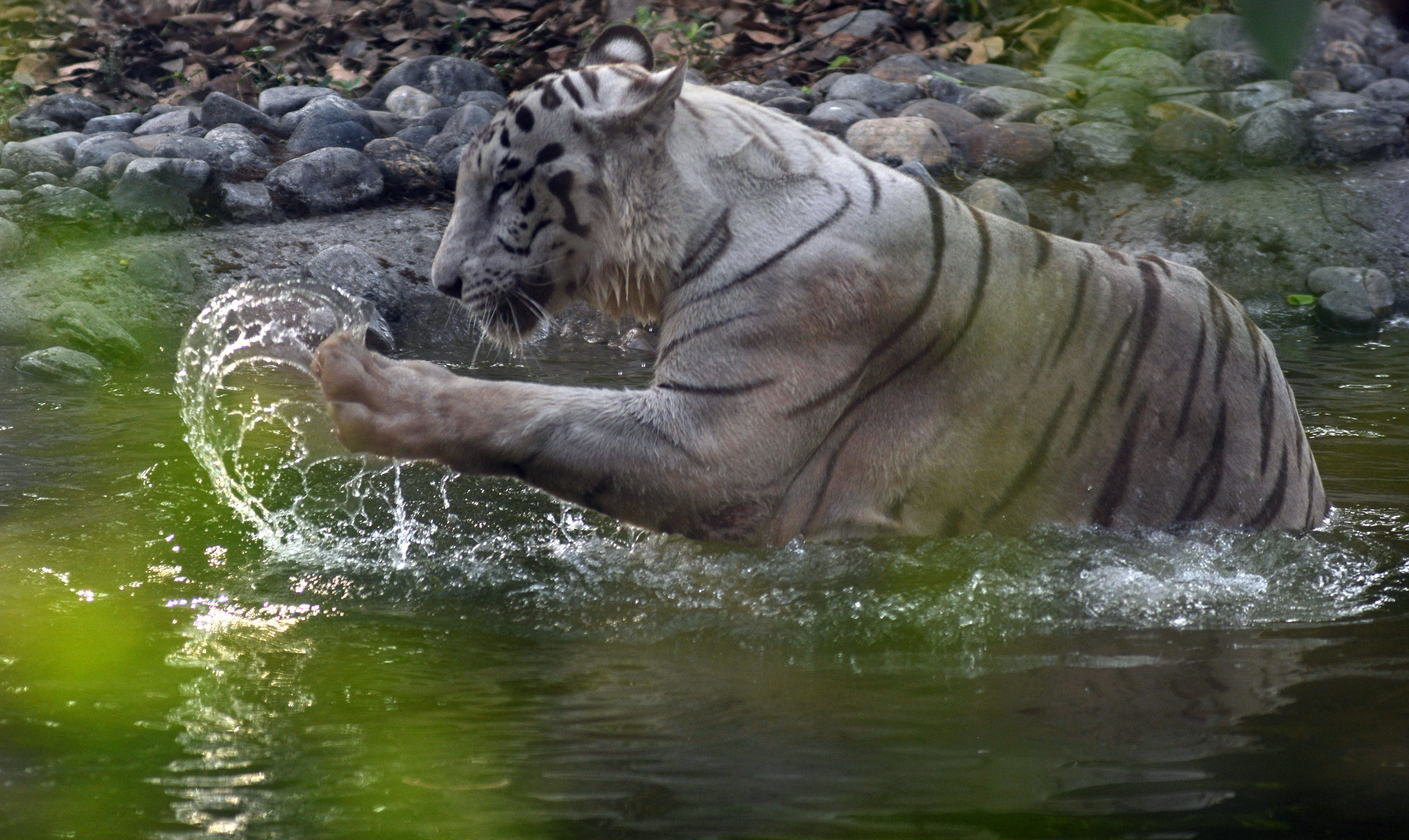 Vanya, a six-year-old white tiger passed away in Bengaluru due to a viral infection. (ANI Photo/For representation purposes only) Vanya, a six-year-old white tiger passed away in Bengaluru due to a viral infection. (ANI Photo/For representation purposes only)