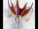 Natural History Museum took to Instgaram to share the post involving marine creatures.(Instagram/@natural_history_museum) Natural History Museum took to Instgaram to share the post involving marine creatures.(Instagram/@natural_history_museum)