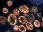 Representational: The study said that by learning about the ancient viral foes, the research highlights the promise of evolutionary information to better predict the pandemics of the future. (File photo)