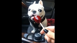 The video involving the dog and the lollypop has left people chuckling. 