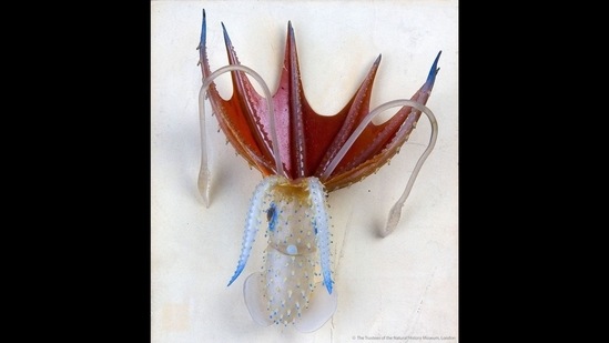 Natural History Museum took to Instgaram to share the post involving marine creatures. (Instagram/@natural_history_museum) Natural History Museum took to Instgaram to share the post involving marine creatures. (Instagram/@natural_history_museum)