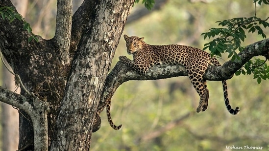The image of the leopard is captured by photographer Mohan Thomas.(Twitter/@GetMohanThomas)