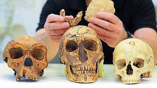 ‘Early human’ skulls on display in Tel Aviv, Israel.(Reuters)