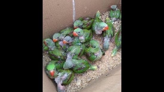 Alexandrine parakeet chicks seized from Gill Farm. (PHOTO: PARBHAT BHATTI)