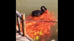 The image shows the black swan and the fish.