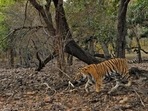 The RTR has 77 tigers, including 27 cubs and sub-adults living in an area of 1,334 square km