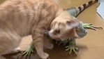 The image shows the cat and the iguana.(Reddit) The image shows the cat and the iguana.(Reddit)