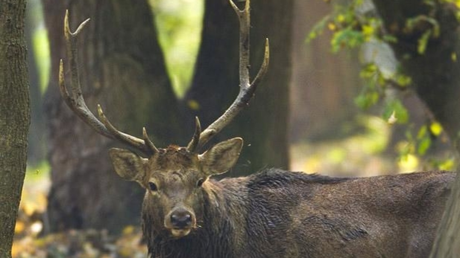 Need key steps to stop Hanguls from extincting