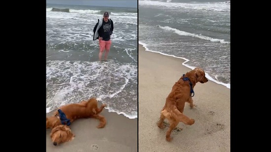 The dog reacting to the waves in the video posted on Instagram. (Instagram/@ulysses.shadow.grant) The dog reacting to the waves in the video posted on Instagram. (Instagram/@ulysses.shadow.grant)