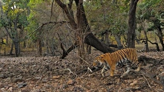 The RTR has 77 tigers, including 27 cubs and sub-adults living in an area of 1,334 square km(HT file photo. Representative image)