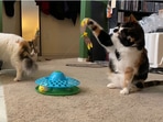 The curious cat checks out the new toy in this video shared on Reddit.(Reddit/TinyKittyofDOOM) The curious cat checks out the new toy in this video shared on Reddit.(Reddit/TinyKittyofDOOM)