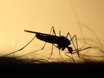 While Delhi reported 228 cases of malaria last year, including the first death due to the disease in at least nine years, the city has seen only 11 cases of malaria till June 26 this year.(Unsplash) While Delhi reported 228 cases of malaria last year, including the first death due to the disease in at least nine years, the city has seen only 11 cases of malaria till June 26 this year.(Unsplash)
