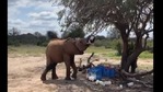 The image shows the young elephant drinking the leftover milk.(Twitter/@sheldrick_trust) The image shows the young elephant drinking the leftover milk.(Twitter/@sheldrick_trust)