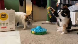 The curious cat checks out the new toy in this video shared on Reddit.
