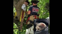 The image shows the firefighters saving the owner and the feline from the tree in Tulsa.