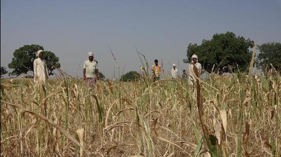 In Maharashtra, the total area for sowing kharif seeds is 14.118 million hectares. (HT FILE (FOR REPRESENTATIONAL PURPOSE ONLY)) In Maharashtra, the total area for sowing kharif seeds is 14.118 million hectares. (HT FILE (FOR REPRESENTATIONAL PURPOSE ONLY))