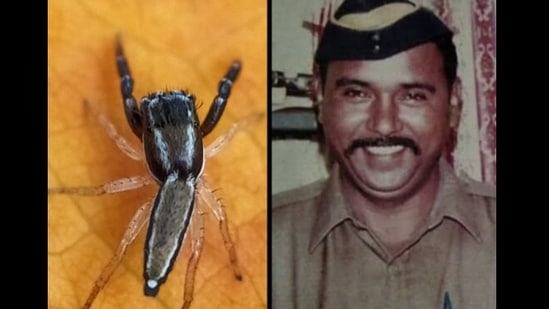 A new species of jumping spider was named after 26/11 martyr Tukaram Omble.(Twitter@Dhruv_spidy) A new species of jumping spider was named after 26/11 martyr Tukaram Omble.(Twitter@Dhruv_spidy)