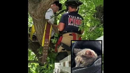 The image shows the firefighters saving the owner and the feline from the tree in Tulsa.(Facebook/@Tulsa Fire Department)