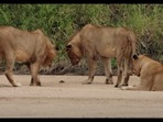 The image shows the pride of lions examining the crab.