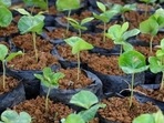 Around 6.7 million new saplings were planted in Delhi during the plantation season from June to September, between 2016 and 2019.(Reuters file photo. Representative image)
