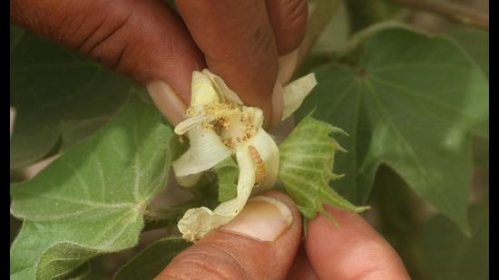 Pink bollworm in 6 Bathinda villages sets off alarm bells among cotton ...