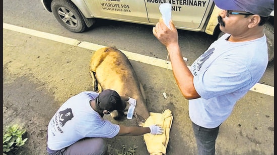 A team of doctors from the Wildlife SOS treat the injured female Sambar deer on Kalyan Nirmal highway in Pune district on Tuesday. (HT PHOTO) A team of doctors from the Wildlife SOS treat the injured female Sambar deer on Kalyan Nirmal highway in Pune district on Tuesday. (HT PHOTO)