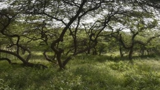 The Asola sanctuary is home to over 20 species of animals including blackbuck, nilgai and jackals, 193 species of birds, and several species of reptiles. (Sanjeev Verma/HT file photo)