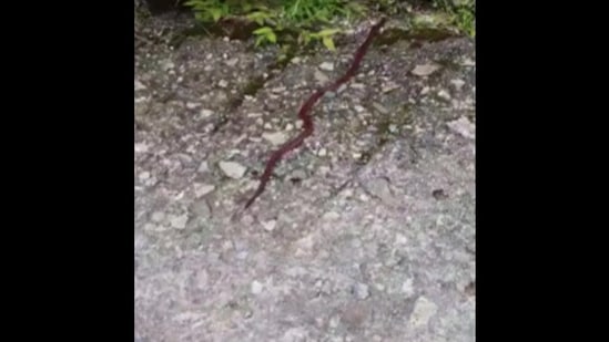 The image shows the rare and venomous black-bellied coral snake. (ANI)